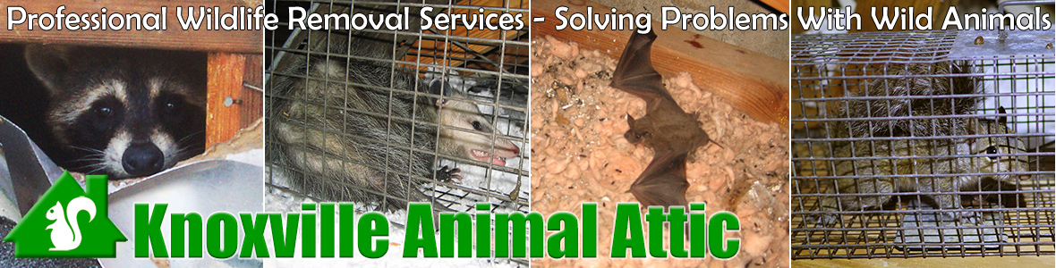 Knoxville Animal Attic